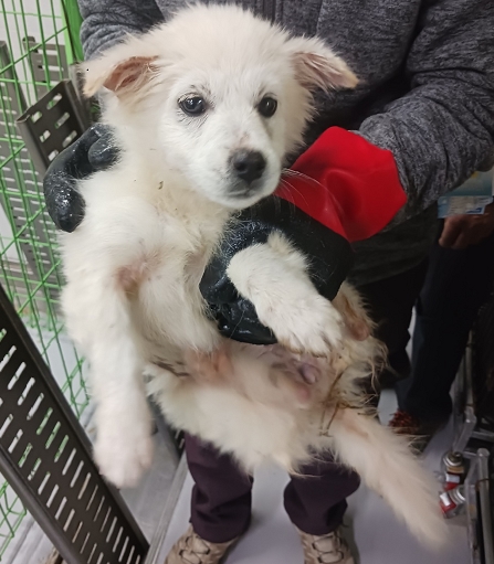 영천유기동물보호센터_447510202400908